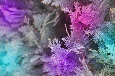 thuja dallarının yaratıcı arka planı ve neon morlu dalların yumuşak bulanık gölgeleri. Sihir, hayaller ve romantizm. Seçici odak..