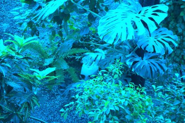 Yeşil canavar doğa konsepti için desen bırakır. Cyan mavisi renklerde tropikal yaprak.