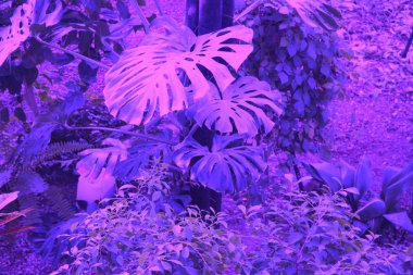 Tropikal canavar bitkileriyle dolu bir orman. Doğa geçmişi. Doymuş pembe menekşe cyan rengi.