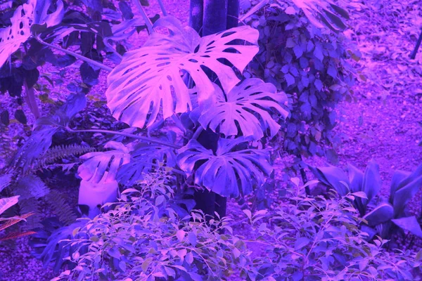 Tropikal canavar bitkileriyle dolu bir orman. Doğa geçmişi. Doymuş pembe menekşe cyan rengi.