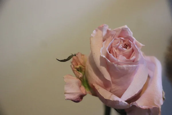 Bej Duvar Zemininde Açık Pembe Gül Resmi Rose Vintage Çiçekleri — Stok fotoğraf