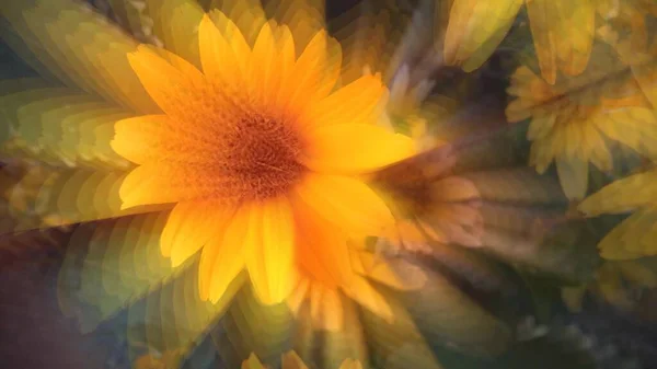 Girasol Amarillo Floreciendo Flor Tiempo Lapso Primer Plano — Foto de Stock