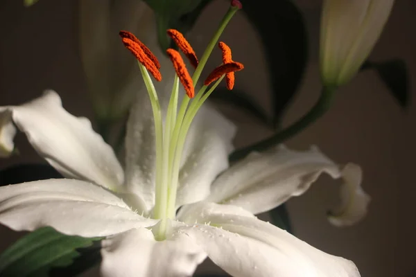 Weiße Lilie Mit Orangenen Staubgefäßen Und Selektivem Fokus Auf Defokussiertem — Stockfoto