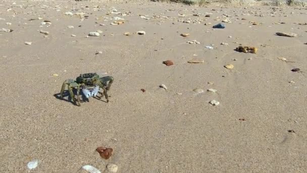 Närbild Ghost Krabba Ocypodidae Promenader Sand Stranden Vacker Och Färgglad — Stockvideo