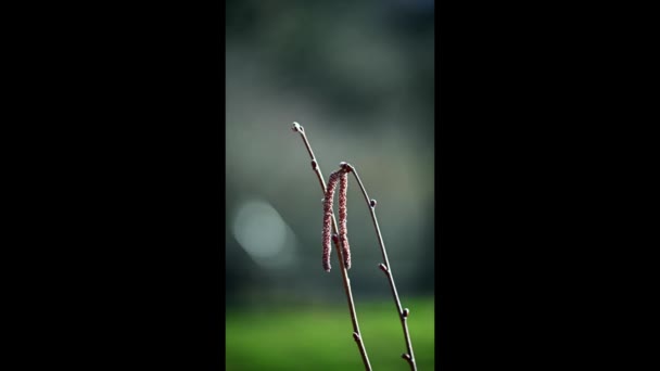 Corylus Avellana 껍질을 꽃이삭들 바람에 나부끼고 정원에는 흐릿하게 비치는 봄날은 — 비디오