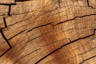 Bagajın ahşap kısmına yakın çekim ve yıllık halkalar. Geçmişi ya da dokusu. Meyve ağacı dilimi.