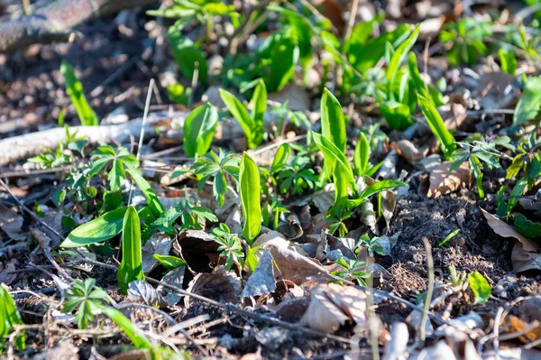 Wild garlic (Allium ursinum) known as ramsons, buckrams, wild garlic, broad-leaved garlic, wood garlic, bear leek in spring forest. Wild plant in its natural environment near Alexandrova rozhledna, Adamov.