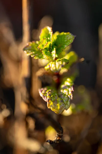Close up view of a bud on a grape vine (Vitis vinifera) in the garden. Inflorescence of grapes on the vine. Detail of grape vine with young leaves and buds blooming in the vineyard. — Stock Image Close View Bud Grape Vine Vitis Vinifera Garden Inflorescence Grapes Royalty Free Stock Images
