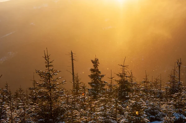 Winter landscape, sunset warm light in snowy Czech mountains with trees, Orlicke mountains, Czech republic. Beautiful winter sunset landscape, blue sky, Orlicke hory, Czech Republic