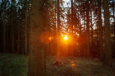 Kırmızı ve turuncu güneş ladin ormanındaki kozalaklı ağaçların arasından batıyor. Çek ormanlarında gün batımı ve turuncu güneş ışığı. Şafakta ya da gün doğumunda sonbahar ormanı. Beskydy Dağları, Moravya.