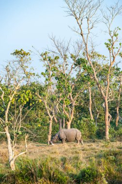 Beyaz kuşla nesli tükenmekte olan bir gergedan. Vahşi Hint gergedanı Chitwan Ulusal Parkı, Nepal 'in doğal ortamında.