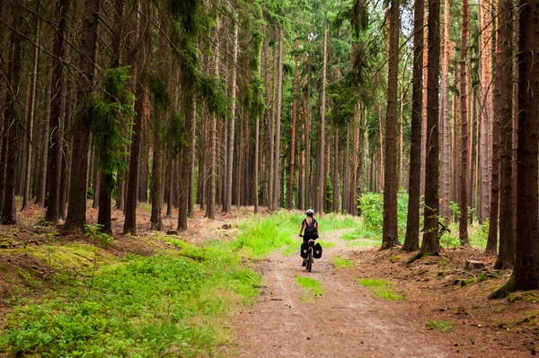 Summer scene, back view of a cyclist riding on the small road lined in forest. A woman cycling in pine tree coniferous avenue and no car traffic. Wandering on bikes. Bikepacking, Sumava, Bohemian Forest, Bohmerwald, Czech Republic.