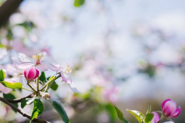Elma çiçeği ağacı. Pembe çiçekler. Bir arı daldaki bir çiçeği döller. Güneşte açan çiçekler..