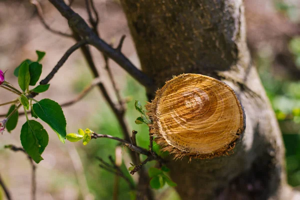 Corte Árbol Joven Cuidado Los Árboles Cultivo Correcto — Foto de Stock