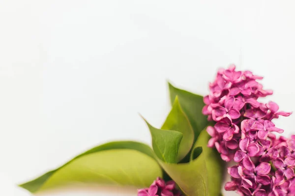 Flieder Blüht Auf Weißem Hintergrund Rahmen Von Blumen Blumen Für — Stockfoto