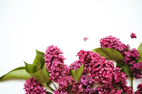 Flieder Blüht Auf Weißem Hintergrund Rahmen Von Blumen Blumen Für — Stockfoto