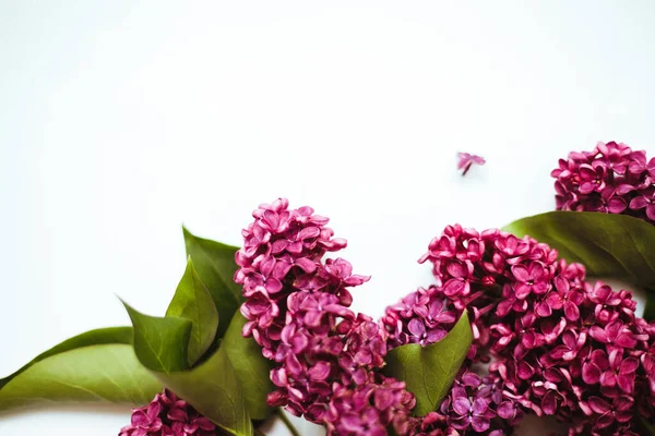 Flieder Blüht Auf Weißem Hintergrund Rahmen Von Blumen Blumen Für — Stockfoto