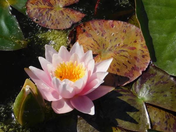 Lily flower. water Lily on the water. pink Lily in the pond. Lily on the lake.