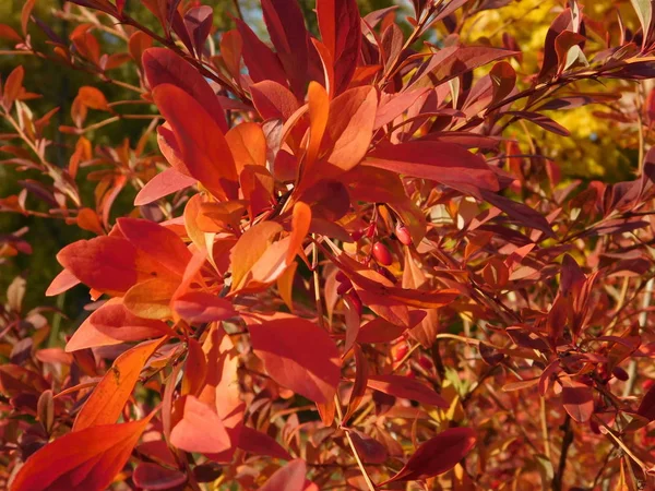 Berberitzenbusch Berberitzenbusch Herbst Herbstferien Zweig Der Berberitze Herbst Bunter Herbst — Stockfoto