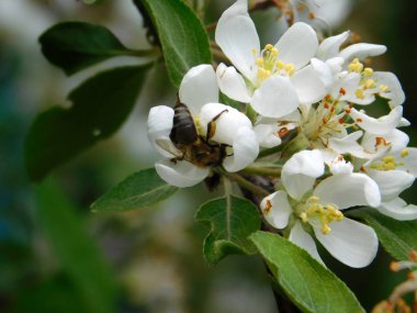 Insect bee wasp collects nectar in an Apple blossom, a Branch of a flowering Apple tree with green leaves close-up in spring on a Sunny and warm day in Siberia.