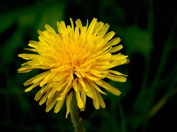 Κίτρινο Λουλούδι Πικραλίδα Στο Γρασίδι Close Μακροφωτογραφία Άνοιξη Άνθιση Πρώτο — Φωτογραφία Αρχείου