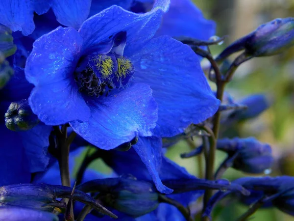 Çiçek Mavi Delphinium Fotoğraf Makrosu — Stok fotoğraf