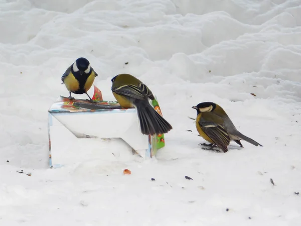 쓰레기를 먹는다 젖먹이들은 상자에 겨울에 공원에서 먹이를 — 스톡 사진