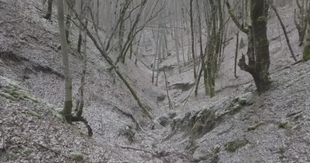 Ущелина Зимових Лісах Вже Тече Річка — стокове відео