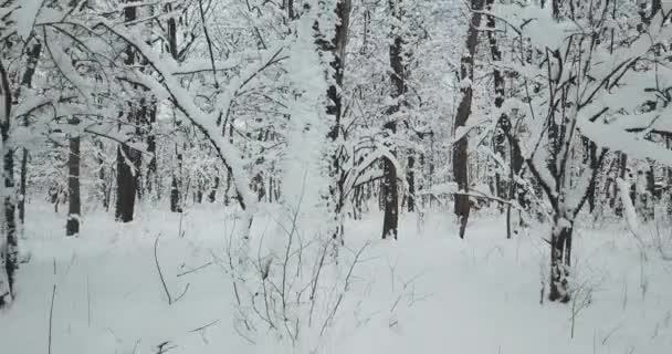 Caminar Través Hermoso Bosque Nevado — Vídeo de stock