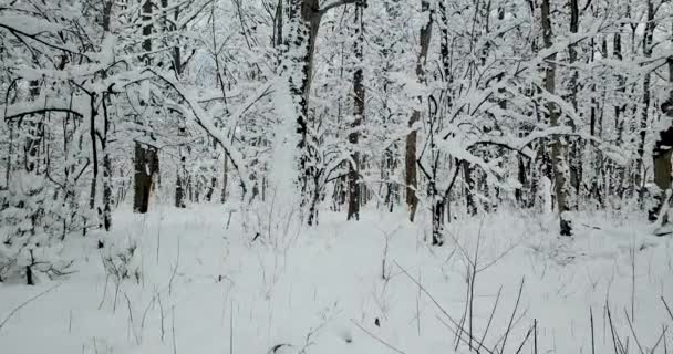 Walk Beautiful Snowy Forest — Stock Video