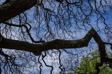 Güzel bir ağaç arkaplanı