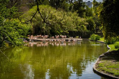 Buenos Aires, Arjantin - 10 / 19 / 2019: Yeni Ecoparque 'da flamingo manzarası, eski Buenos Aires hayvanat bahçesi