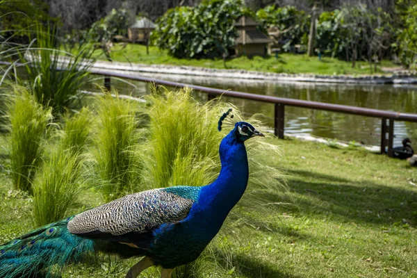 Uma Vista Pavão Novo Ecoparque Zoológico Buenos Aires — Fotografia de Stock