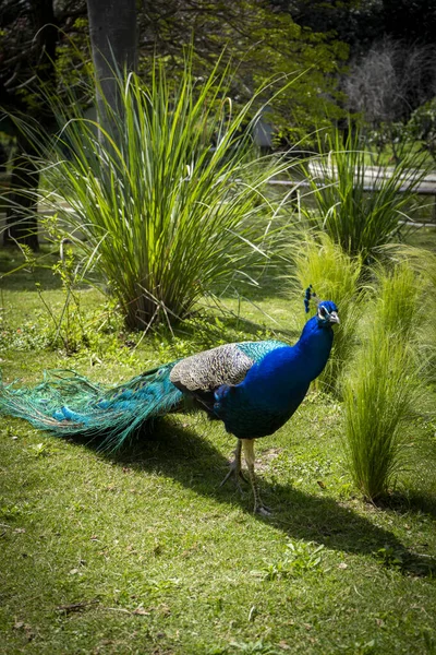 Utsikt Över Påfågel Den Nya Ecoparque Buenos Aires Zoo — Stockfoto