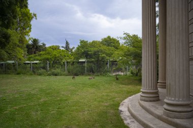 Buenos Aires, Arjantin - 01 / 29 / 2020: Yeni Ecoparque 'daki maras manzarası, eski Buenos Aires Hayvanat Bahçesi