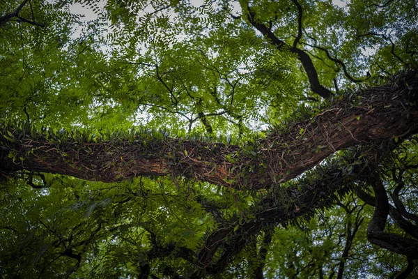 Eine Schöne Äste Baum Hintergrund — Stockfoto