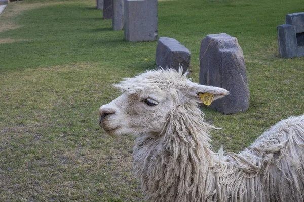 Portrait Lama Dans Zone Archéologique Ollantaytambo — Photo