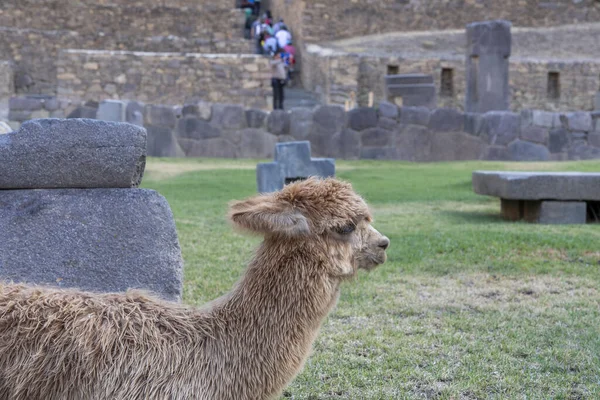 Πορτραίτο Λάμα Στον Αρχαιολογικό Χώρο Ollantaytambo — Φωτογραφία Αρχείου