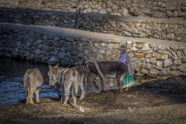 Isla del Sol, Bolivya - 06 / 02 / 2019: Isla del Sol, Bolivya 'da su içen eşekler ve Bolivyalı kadın