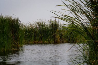 Chorrillos, Lima, Peru 'daki Pantanos de Villa (Villa Bataklığı) manzarası