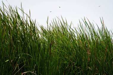 Chorrillos, Lima, Peru 'daki Pantanos de Villa (Villa Bataklığı) manzarası
