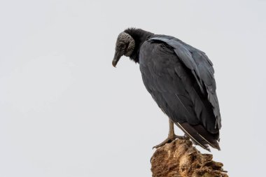 Coragyps atratus, Kara Akbaba, Pantanos de Villa 'da (Villa Bataklığı), Chorrillos, Lima Peru