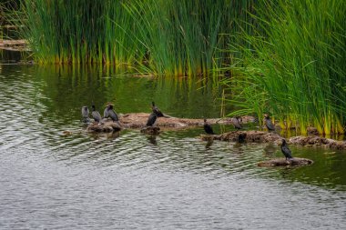 Pantanos de Villa 'daki Phalacrocorax brasilianus (Villa Bataklığı), Chorrillos, Lima Peru