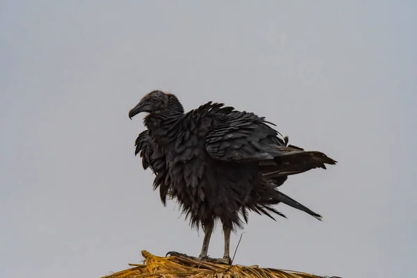 Coragyps Atratus Schwarzer Geier Bei Pantanos Villa Chorrillos Lima Peru — Stockfoto