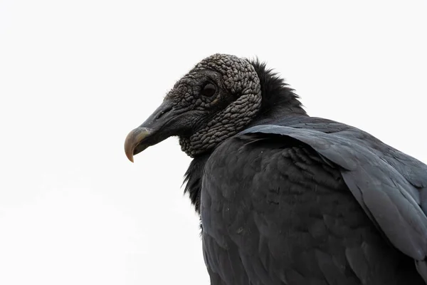 Coragyps Atratus Black Vulture Pantanos Villa Chorrillos Lima Peru — стокове фото