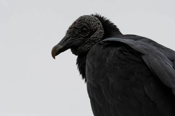 Coragyps Atratus Black Vulture Pantanos Villa Swamp Villa Chnaquillos Lima — 图库照片