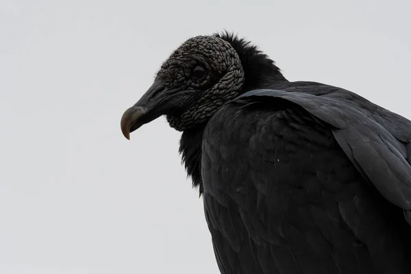 Coragyps Atratus Buitre Negro Pantanos Villa Chorrillos Lima Perú — Foto de Stock