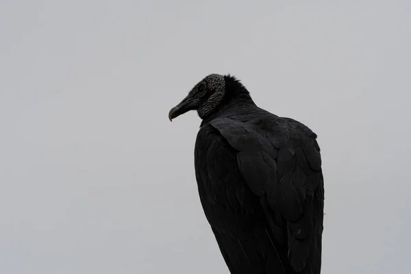 Coragyps Atratus Buitre Negro Pantanos Villa Chorrillos Lima Perú — Foto de Stock