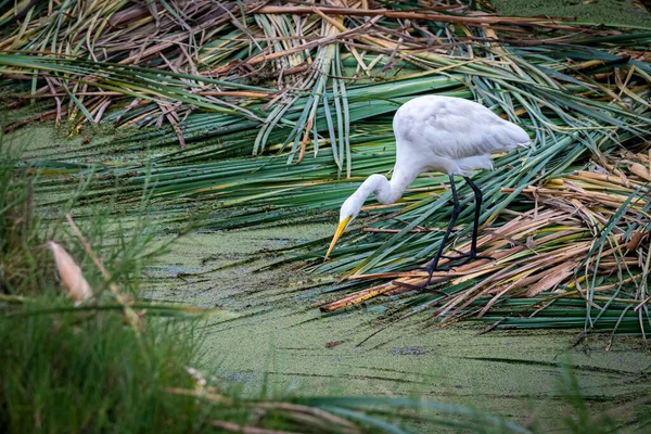 Ardea Alba Pantanos Villában Chorrillos Lima Peru — Stock Fotó