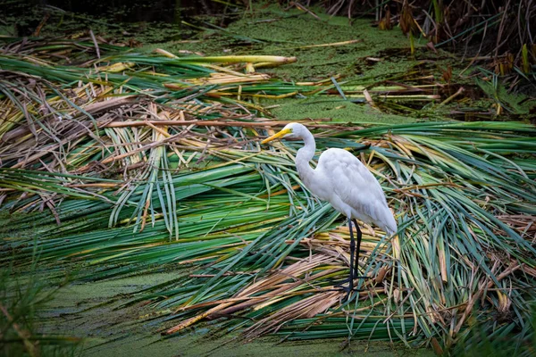 Ardea Alba Pantanos Villa Marais Villa Chorrillos Lima Pérou — Photo